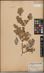 Foto von Salix caprea L.
